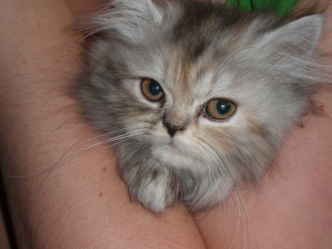Cerise