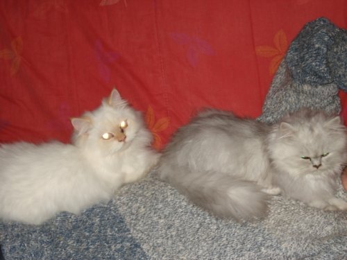 Crapule, fils d`Aliz&eacute;e et Caprice 